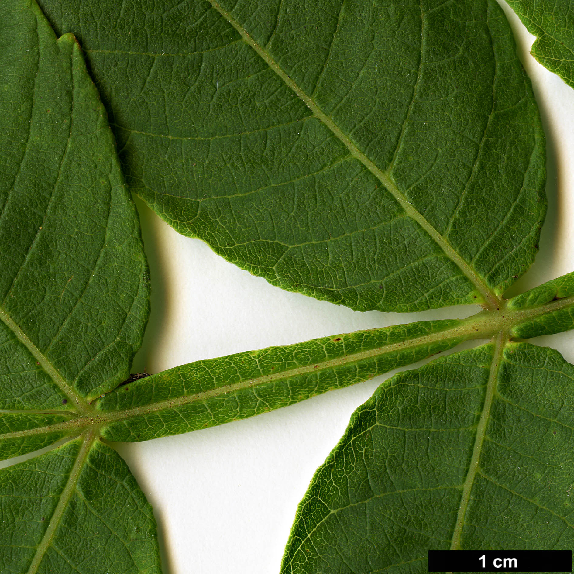 High resolution image: Family: Anacardiaceae - Genus: Rhus - Taxon: chinensis